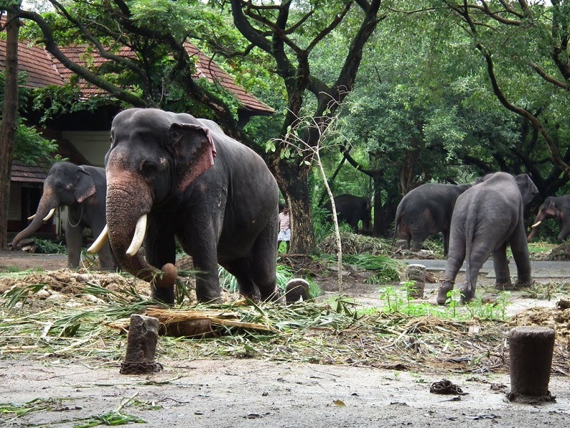 Carmelagiri Elephant Park, Munnar – A Family-Friendly Elephant Experience