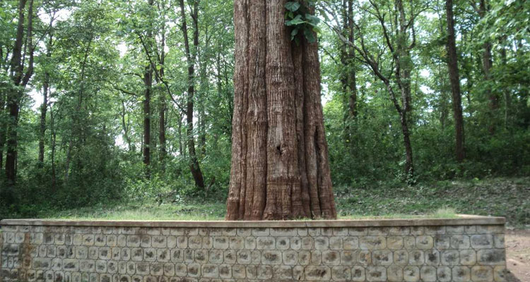 Kannimara Teak: The Ancient Giant of Parambikulam Tiger Reserve