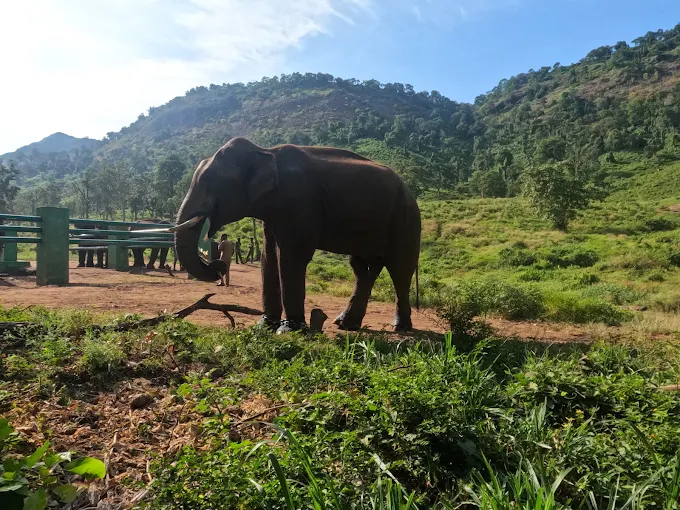 Kozhikamuthi Elephant Camp, Topslip: The Forest Kumki Sanctuary