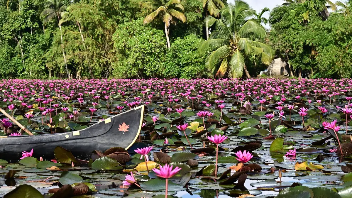 Malarikkal Water Lily Tourism Guide: A Hidden Floral Paradise in Kerala