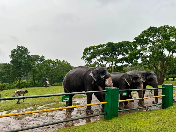 Theppakadu Elephant Camp, Mudumalai Tiger Reserve: A Living Elephant Sanctuary