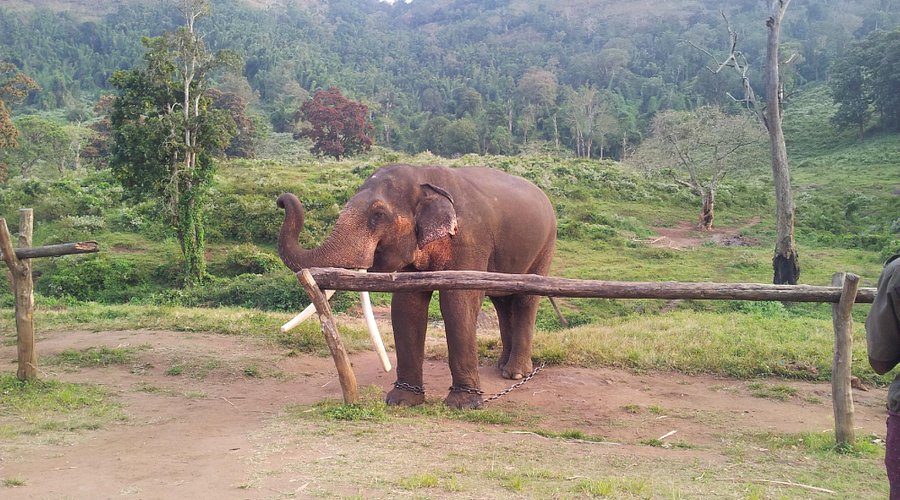 Varagaliyar Elephant Camp Travel Guide: A Hidden Gem in Tamil Nadu's Anamalai Tiger Reserve